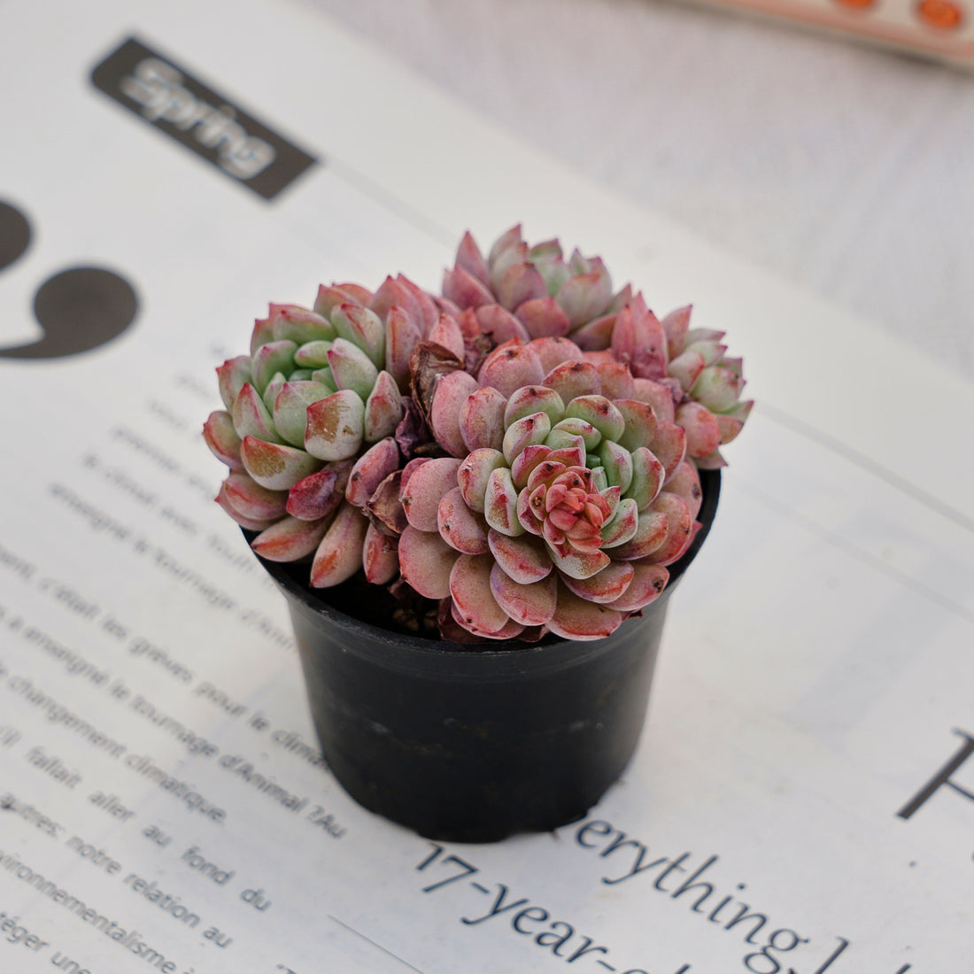 2'' Echeveria Red Snow, Rare Live Succulent Plants