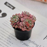 2'' Echeveria Red Snow, Rare Live Succulent Plants