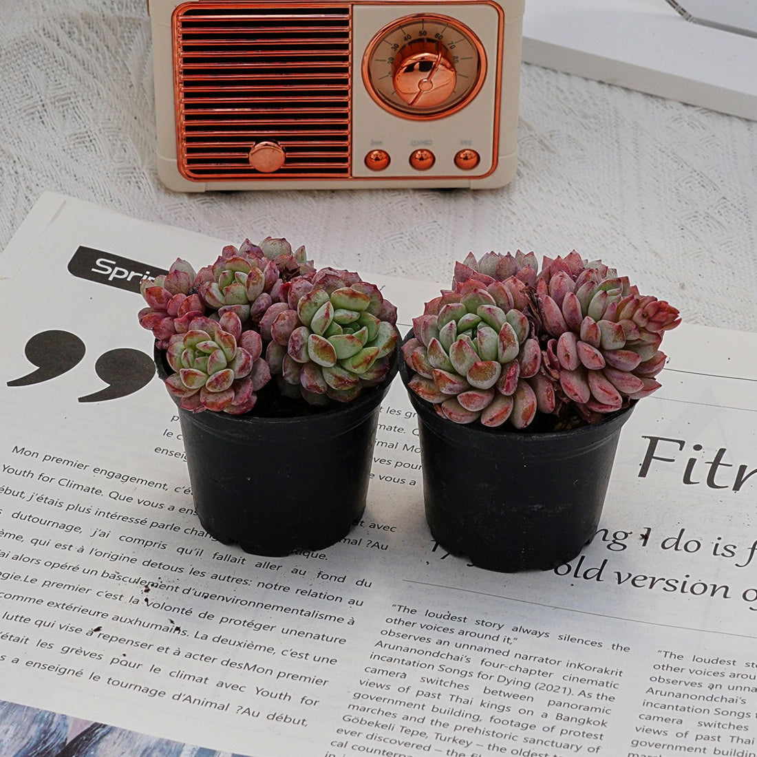 2'' Echeveria Red Snow, Rare Live Succulent Plants