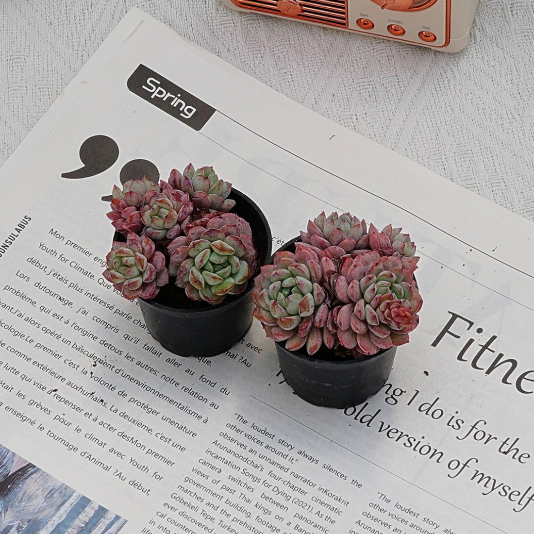 2'' Echeveria Red Snow, Rare Live Succulent Plants