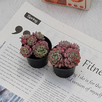 2'' Echeveria Red Snow, Rare Live Succulent Plants