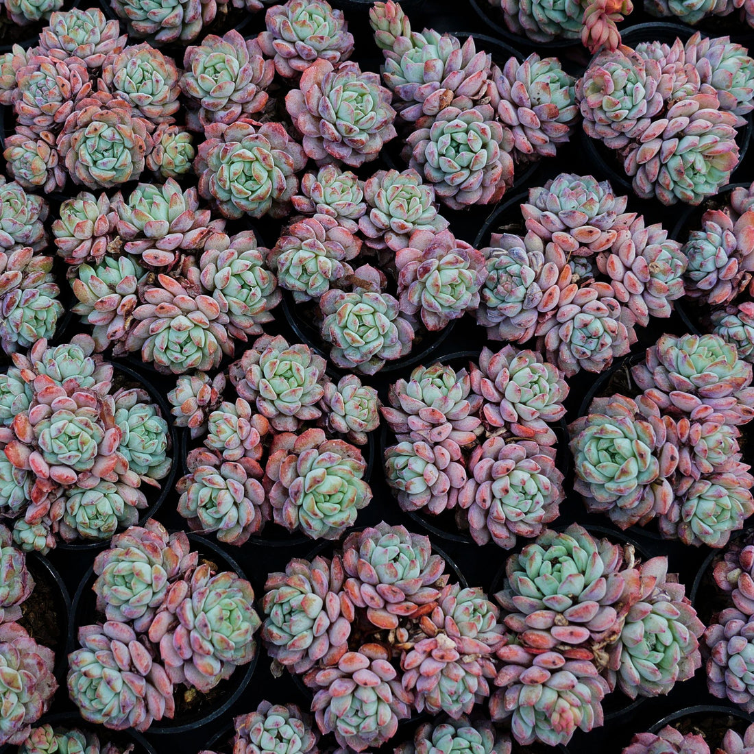 2'' Echeveria Red Snow, Rare Live Succulent Plants