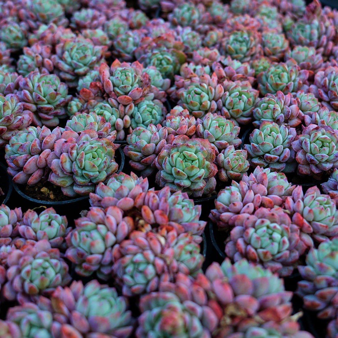 2'' Echeveria Red Snow, Rare Live Succulent Plants