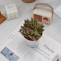 4'' Echeveria Aike Soul Varigated Crested, Rare Live Succulent Plants