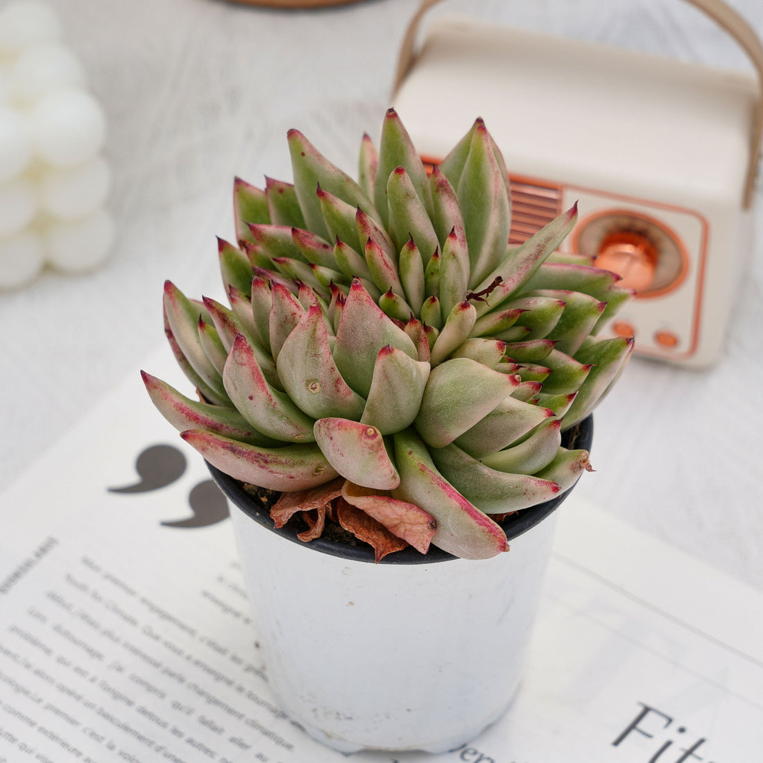 4'' Echeveria Aike Soul Varigated Crested, Rare Live Succulent Plants