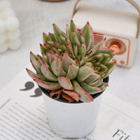 4'' Echeveria Aike Soul Varigated Crested, Rare Live Succulent Plants