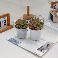 4'' Echeveria Aike Soul Varigated Crested, Rare Live Succulent Plants