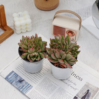 4'' Echeveria Aike Soul Varigated Crested, Rare Live Succulent Plants