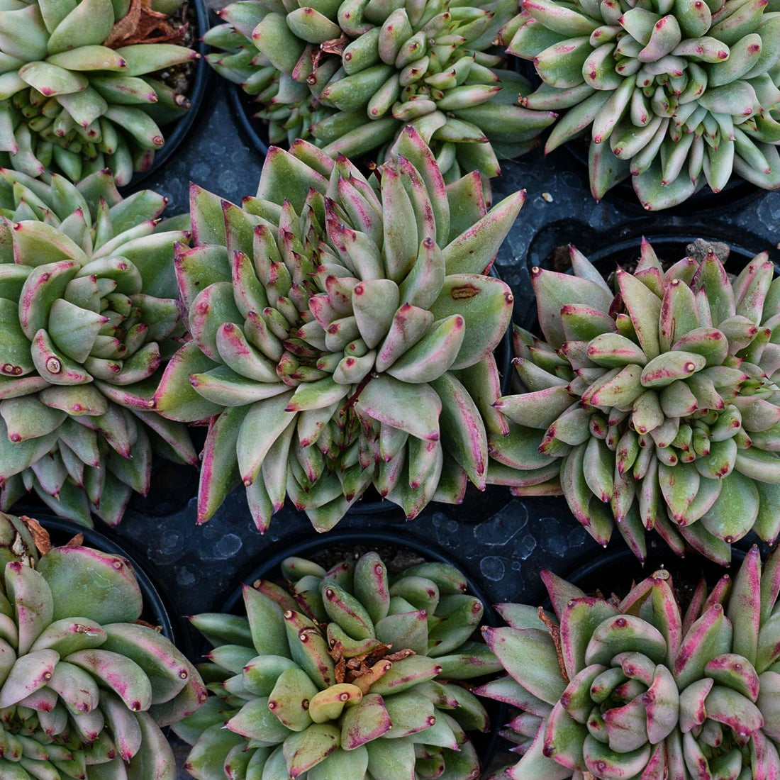 4'' Echeveria Aike Soul Varigated Crested, Rare Live Succulent Plants