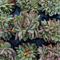4'' Echeveria Aike Soul Varigated Crested, Rare Live Succulent Plants