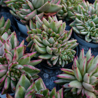 4'' Echeveria Aike Soul Varigated Crested, Rare Live Succulent Plants
