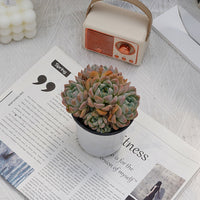 4'' Echeveria Fantasy, Rare Live Succulent Plants