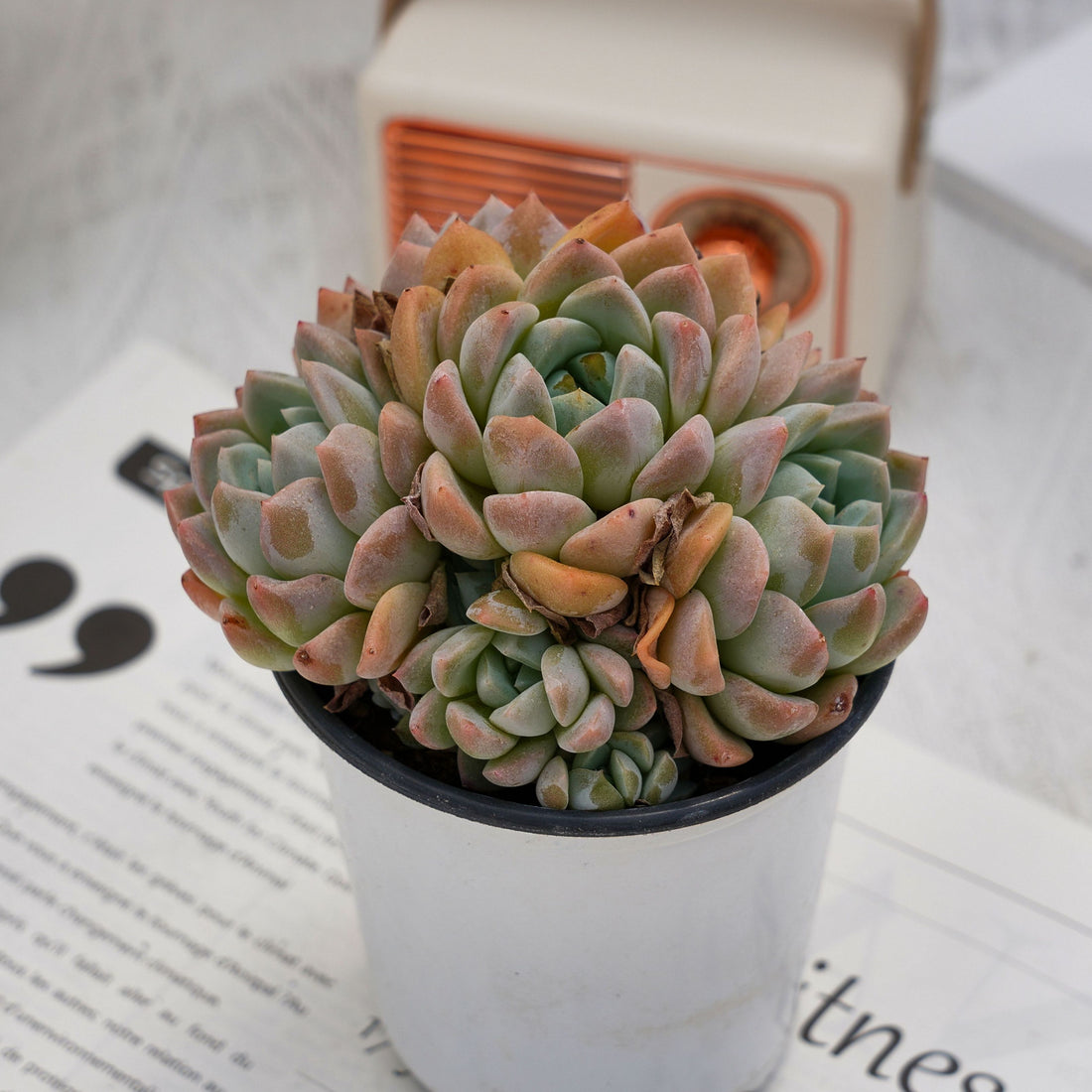 4'' Echeveria Fantasy, Rare Live Succulent Plants