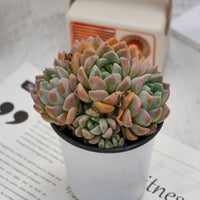 4'' Echeveria Fantasy, Rare Live Succulent Plants