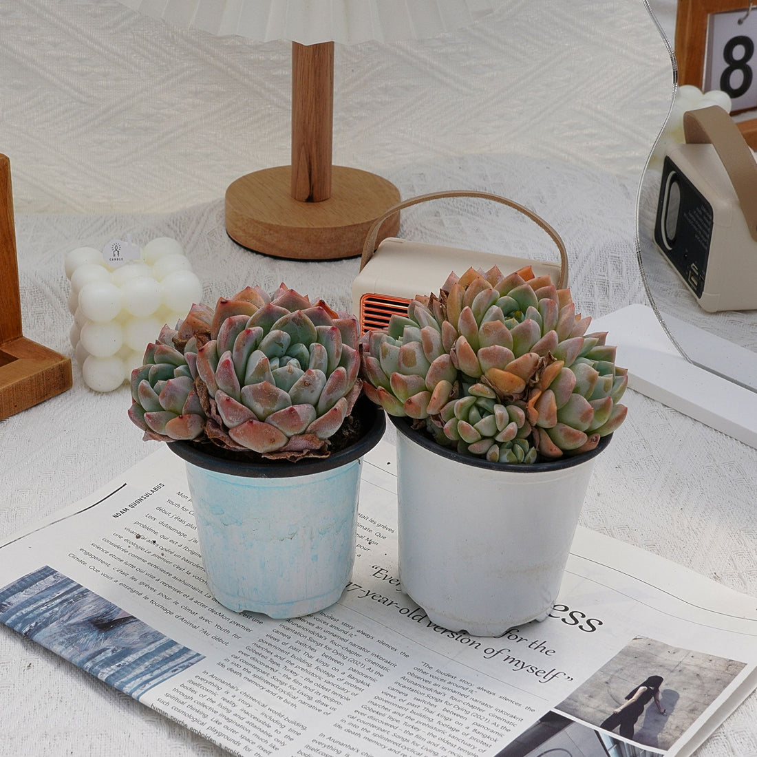 4'' Echeveria Fantasy, Rare Live Succulent Plants