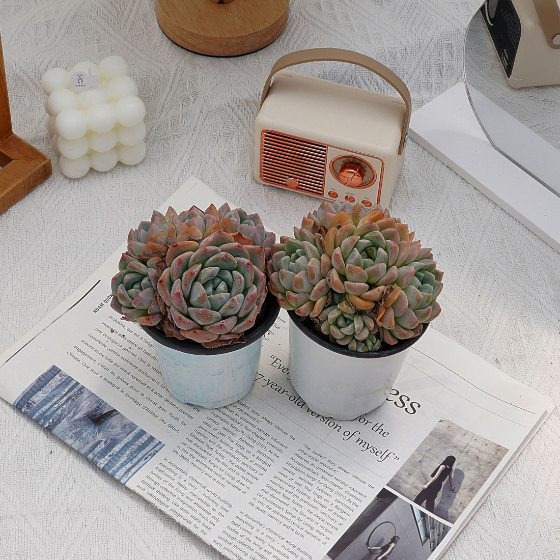 4'' Echeveria Fantasy, Rare Live Succulent Plants