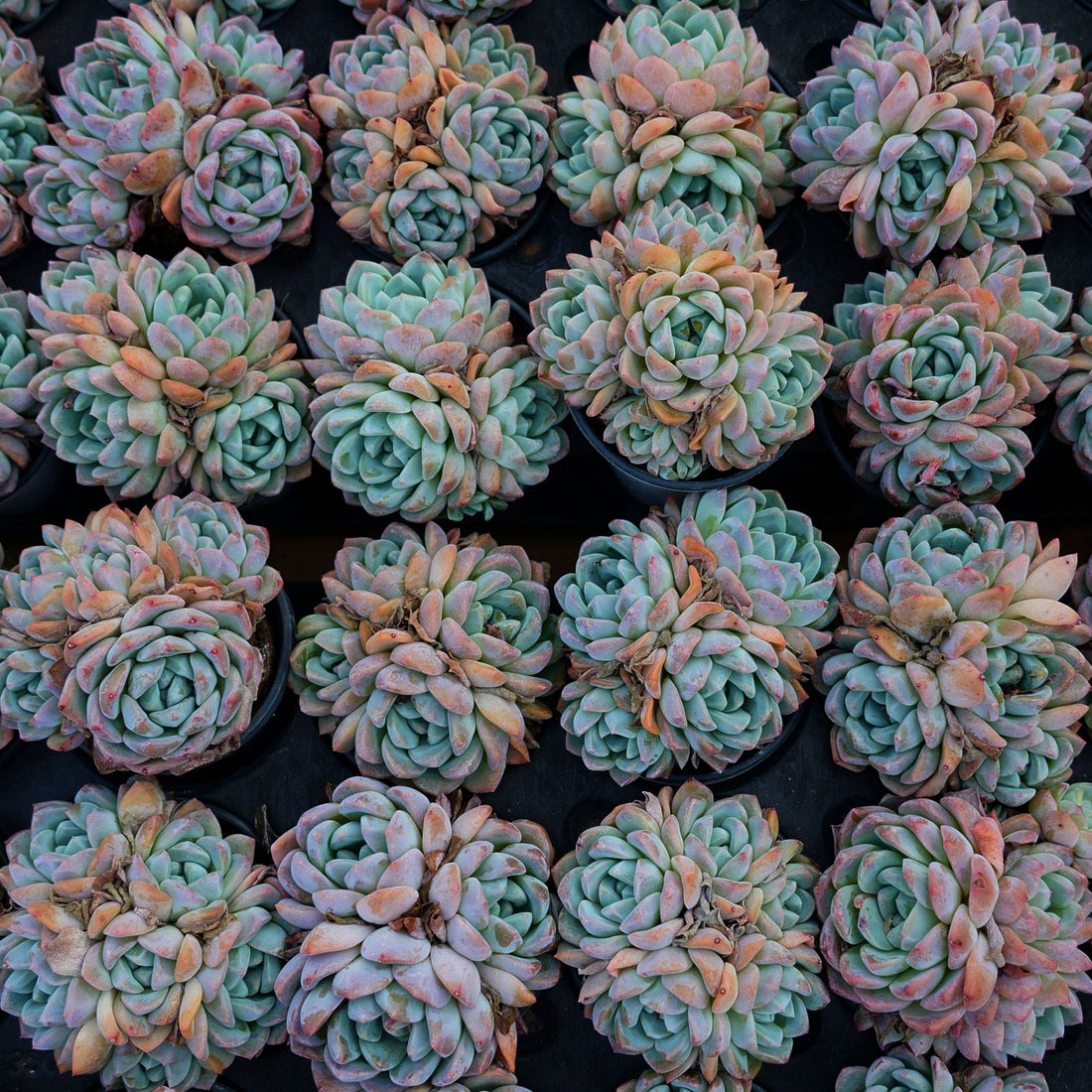 4'' Echeveria Fantasy, Rare Live Succulent Plants