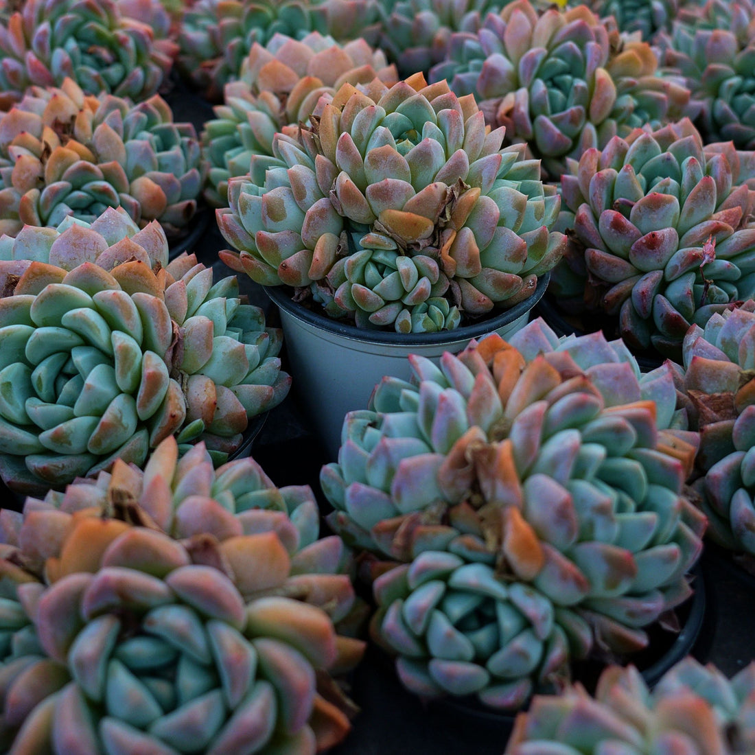 4'' Echeveria Fantasy, Rare Live Succulent Plants