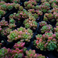 3'' Sedeveria Shangri La, Rare Live Succulent Plants
