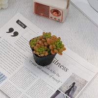3'' Sedeveria Shangri La, Rare Live Succulent Plants