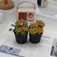 3'' Sedeveria Shangri La, Rare Live Succulent Plants