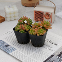 3'' Sedeveria Shangri La, Rare Live Succulent Plants