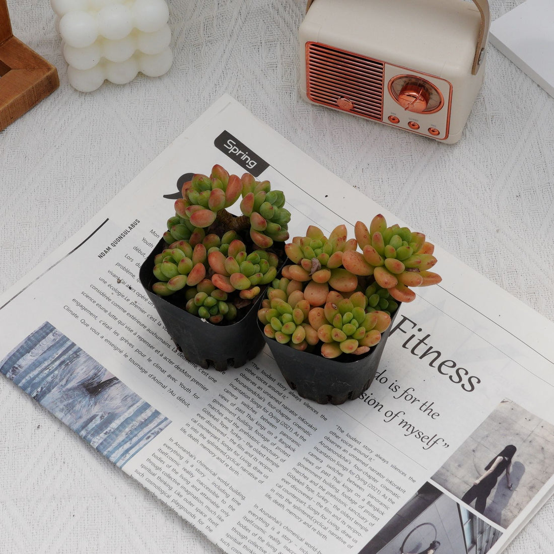3'' Sedeveria Shangri La, Rare Live Succulent Plants