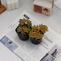 3'' Sedeveria Shangri La, Rare Live Succulent Plants