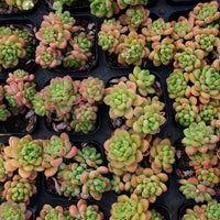 3'' Sedeveria Shangri La, Rare Live Succulent Plants