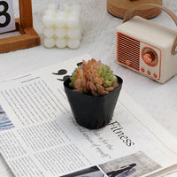 2.5'' Echeveria Ice Grapes, Rare Live Succulent Plants