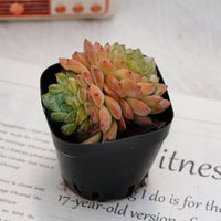 2.5'' Echeveria Ice Grapes, Rare Live Succulent Plants