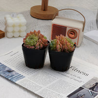 2.5'' Echeveria Ice Grapes, Rare Live Succulent Plants