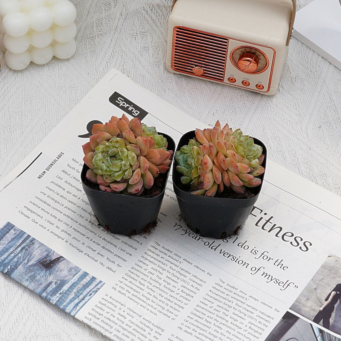 2.5'' Echeveria Ice Grapes, Rare Live Succulent Plants