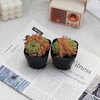 2.5'' Echeveria Ice Grapes, Rare Live Succulent Plants