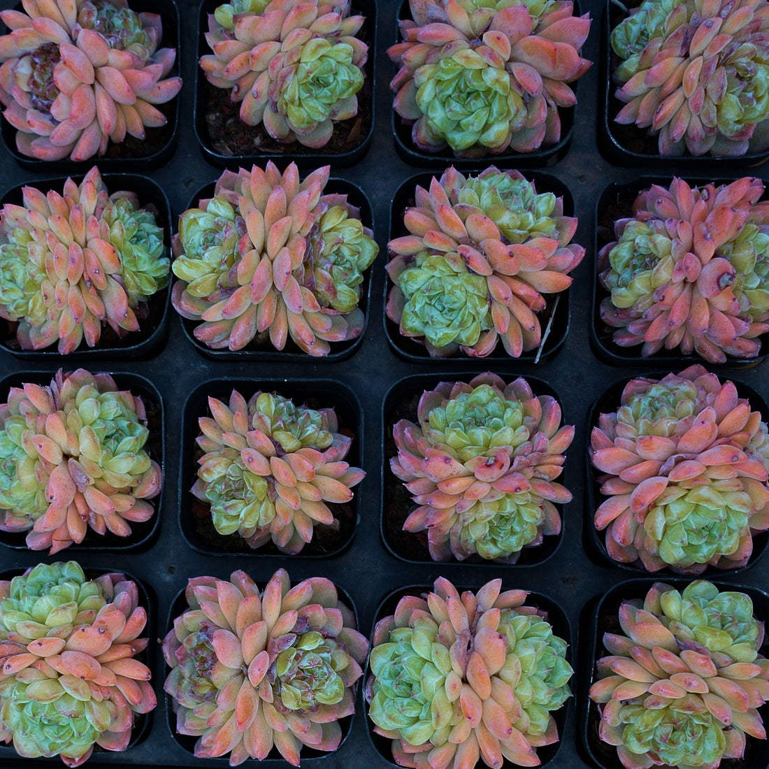 2.5'' Echeveria Ice Grapes, Rare Live Succulent Plants
