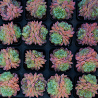 2.5'' Echeveria Ice Grapes, Rare Live Succulent Plants