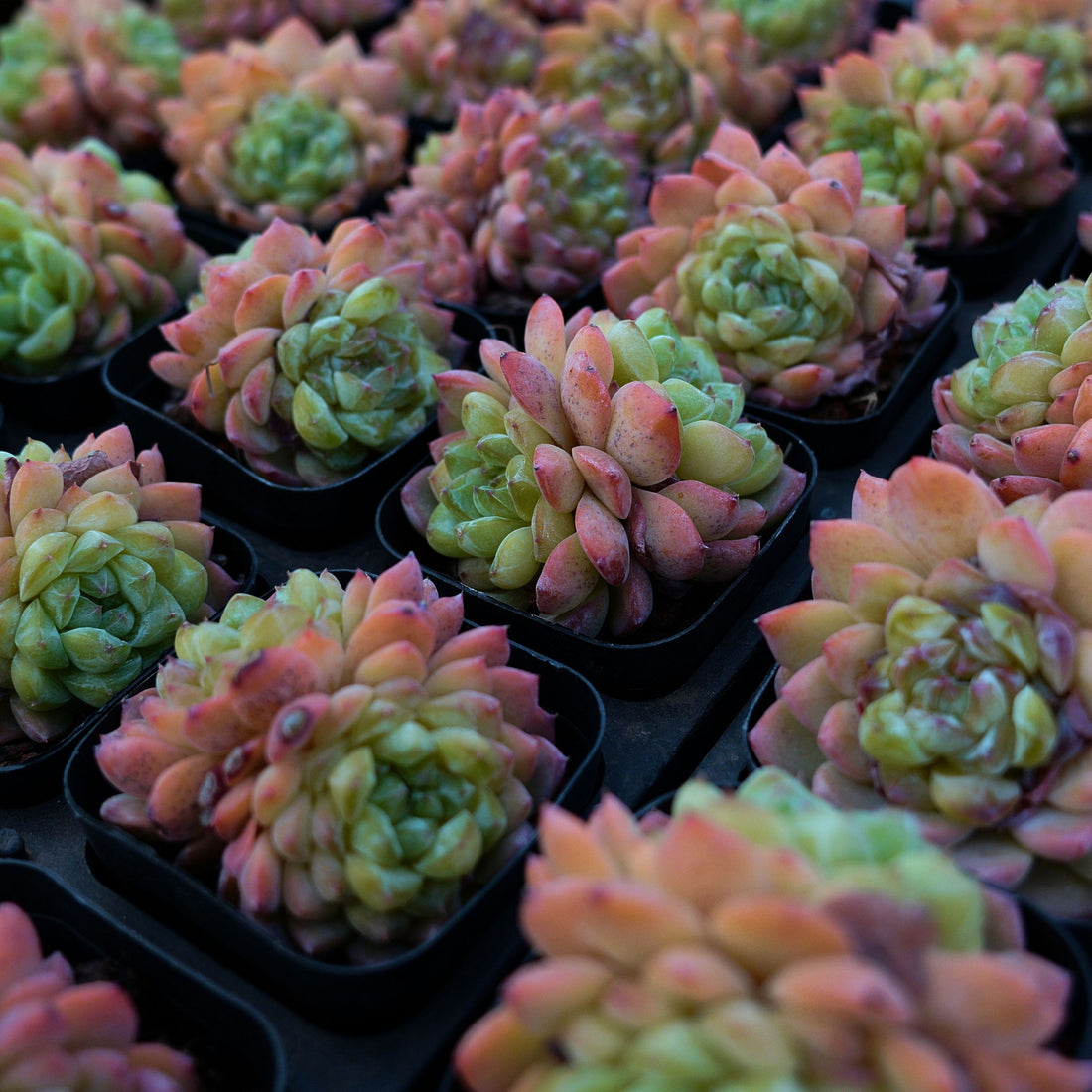 2.5'' Echeveria Ice Grapes, Rare Live Succulent Plants