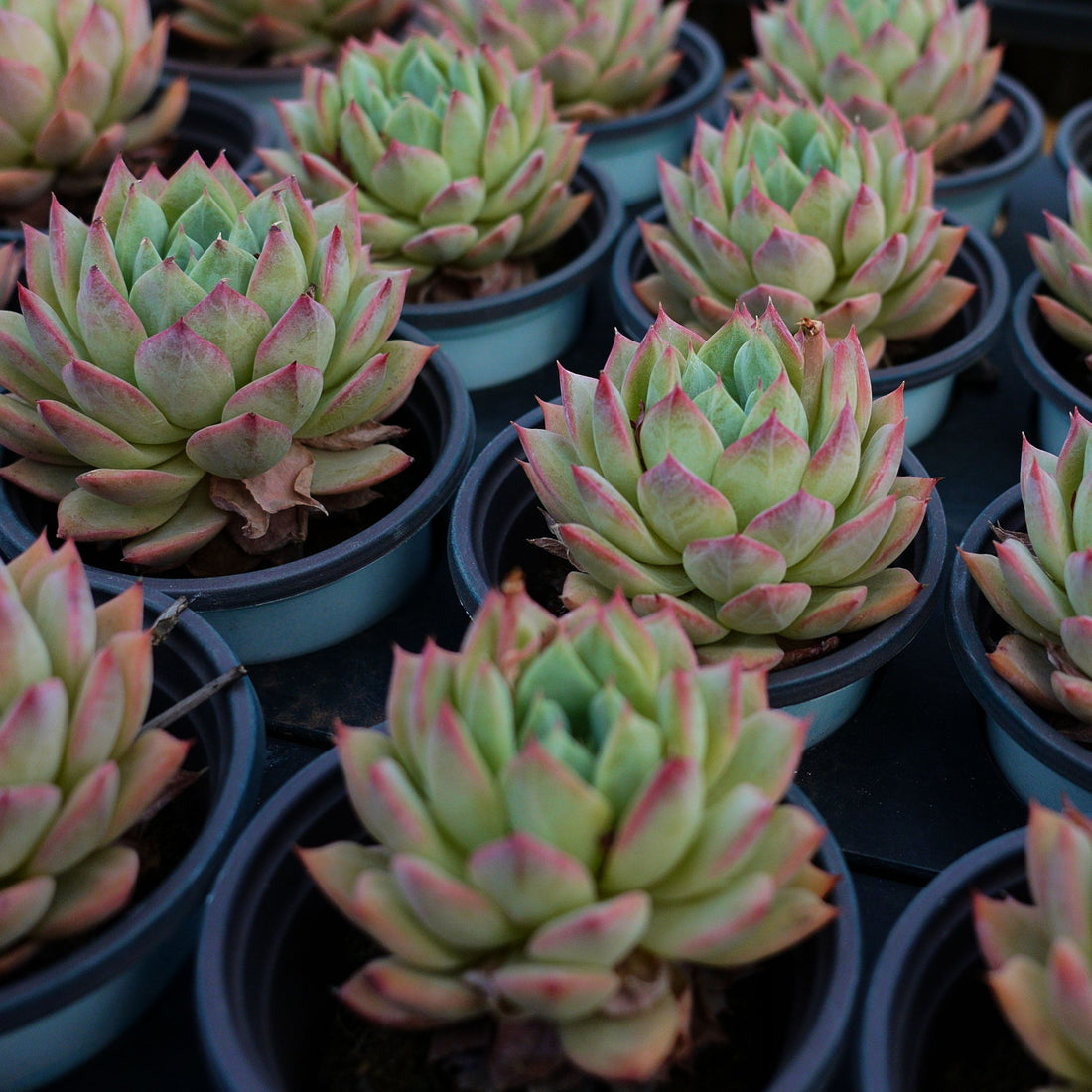 4'' Echeveria Bluebird Champagne, Rare Live Succulent Plants