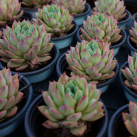 4'' Echeveria Bluebird Champagne, Rare Live Succulent Plants