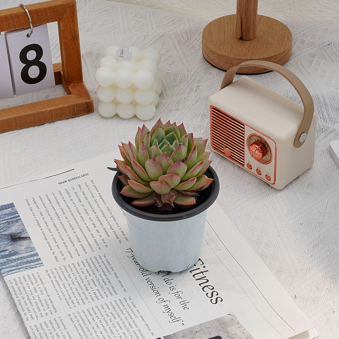 4'' Echeveria Bluebird Champagne, Rare Live Succulent Plants