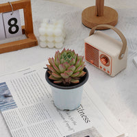 4'' Echeveria Bluebird Champagne, Rare Live Succulent Plants