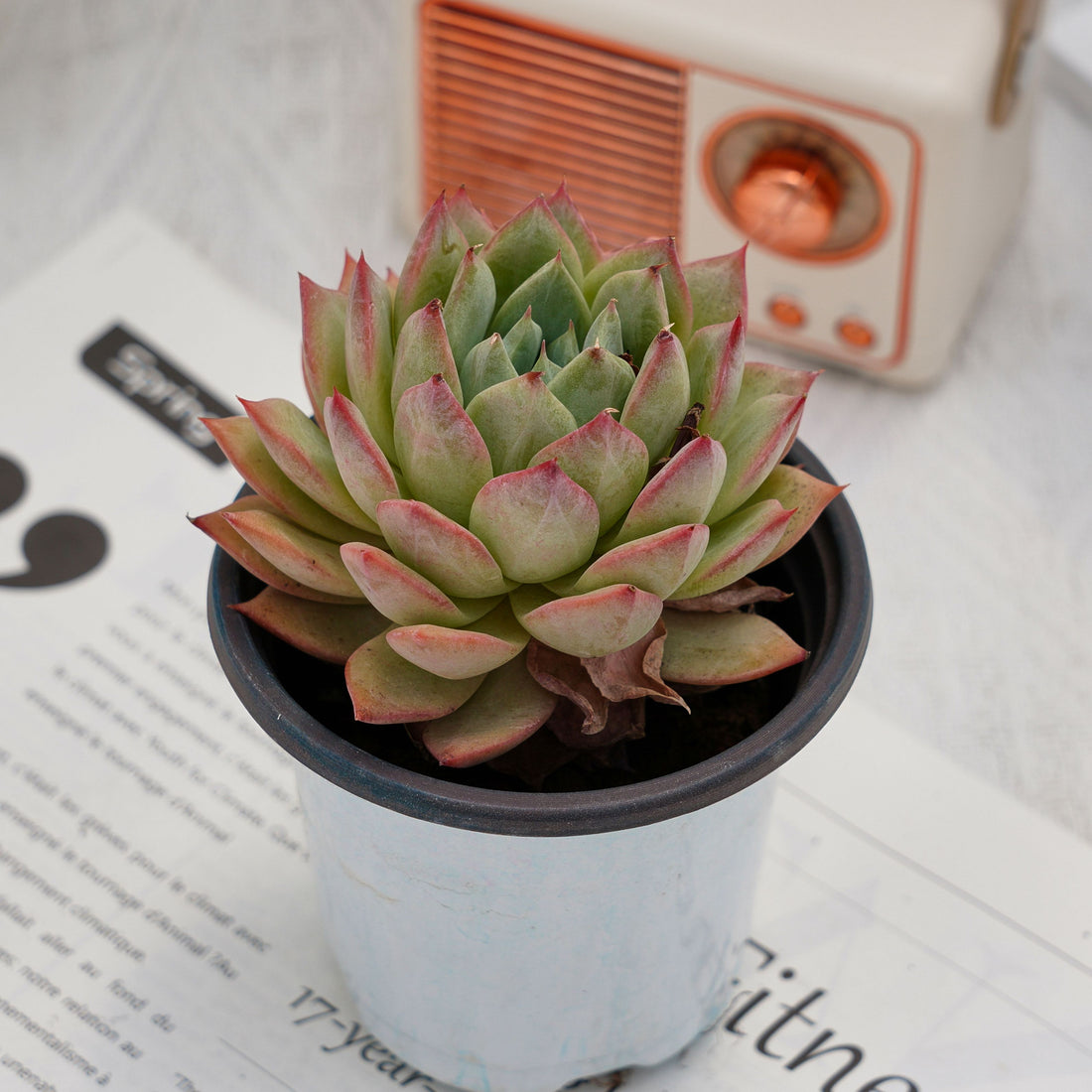 4'' Echeveria Bluebird Champagne, Rare Live Succulent Plants