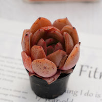 2'' Echeveria Champagne, Rare Live Succulent Plants