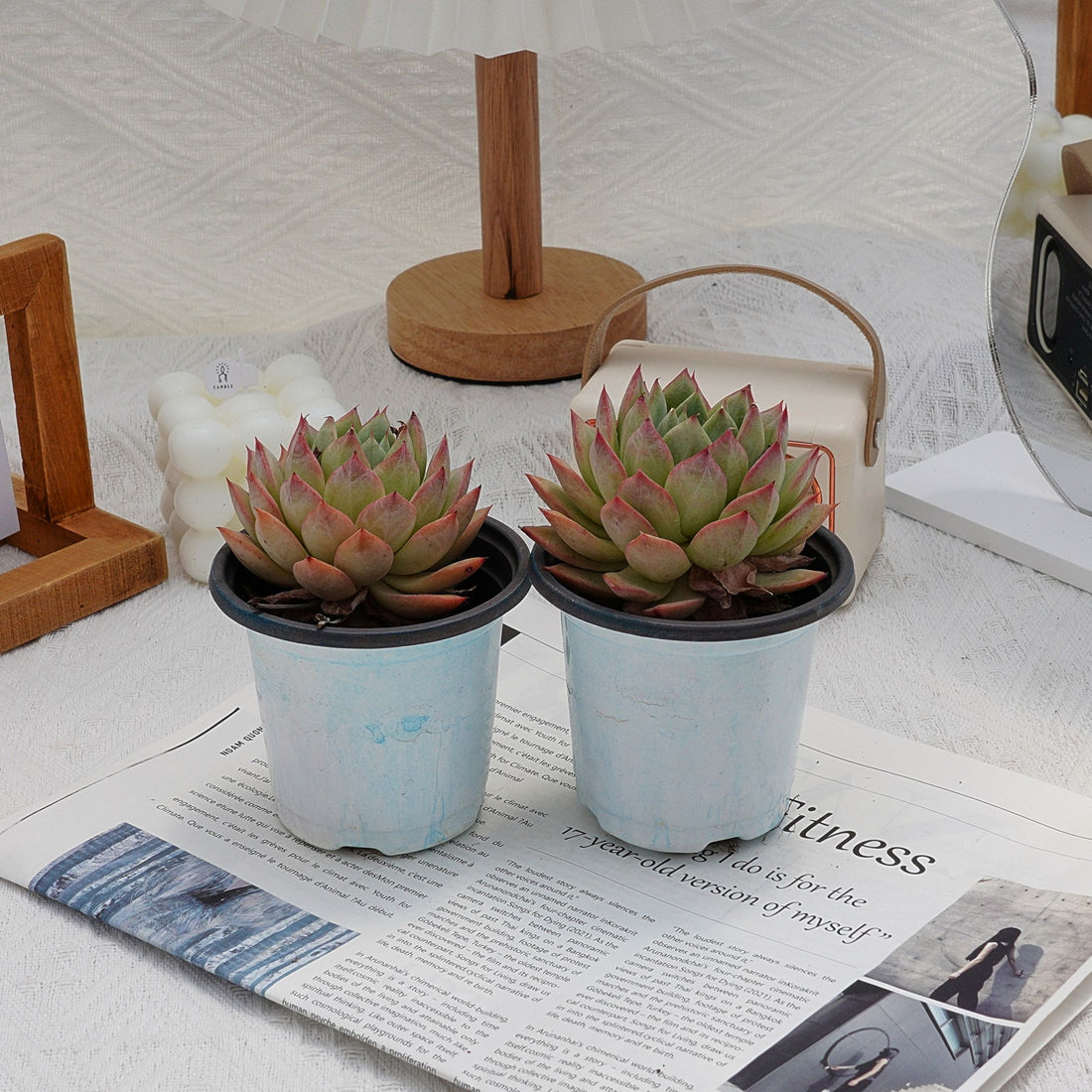4'' Echeveria Bluebird Champagne, Rare Live Succulent Plants