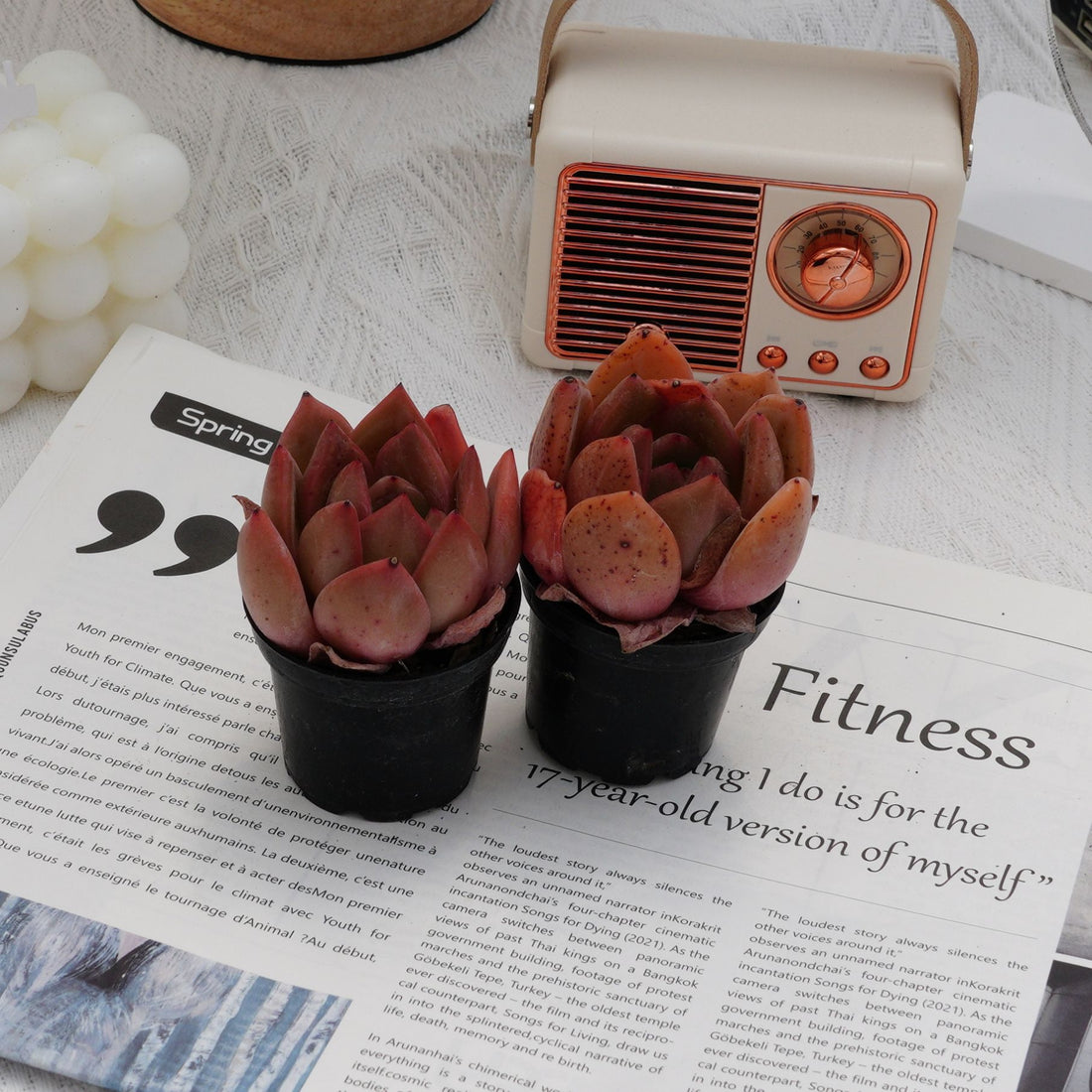 2'' Echeveria Champagne, Rare Live Succulent Plants