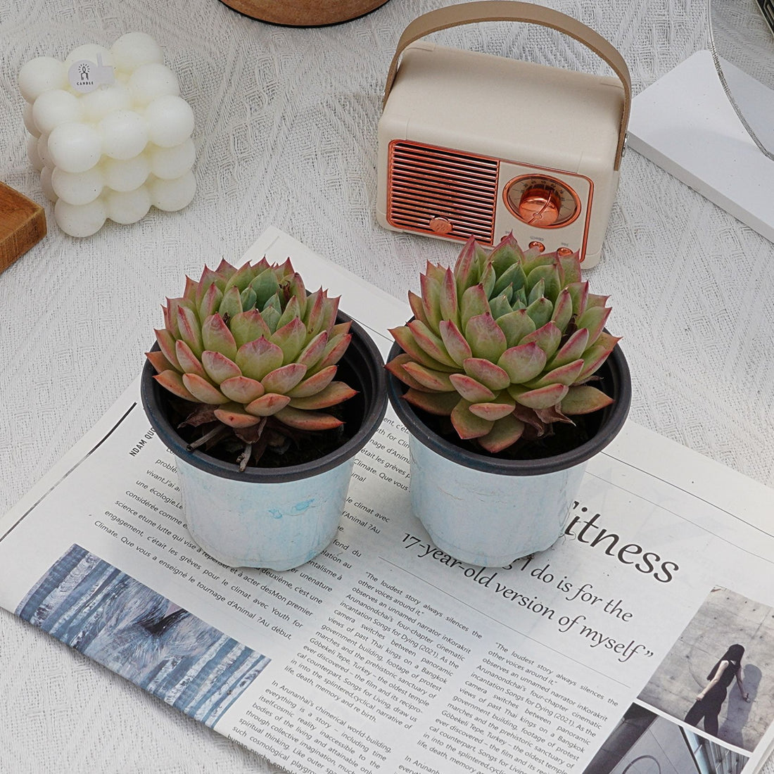 4'' Echeveria Bluebird Champagne, Rare Live Succulent Plants