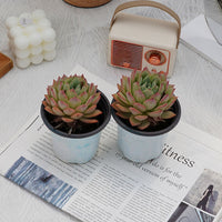 4'' Echeveria Bluebird Champagne, Rare Live Succulent Plants