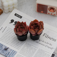 2'' Echeveria Champagne, Rare Live Succulent Plants