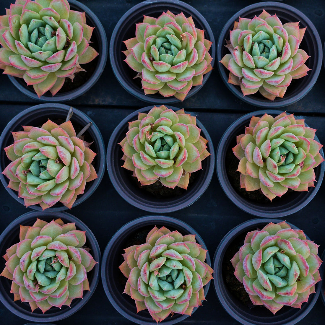 4'' Echeveria Bluebird Champagne, Rare Live Succulent Plants