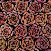 2'' Echeveria Champagne, Rare Live Succulent Plants